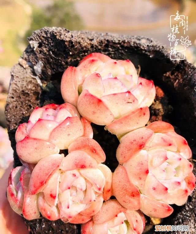 喜怒哀乐酸甜苦辣这就是所谓的人生