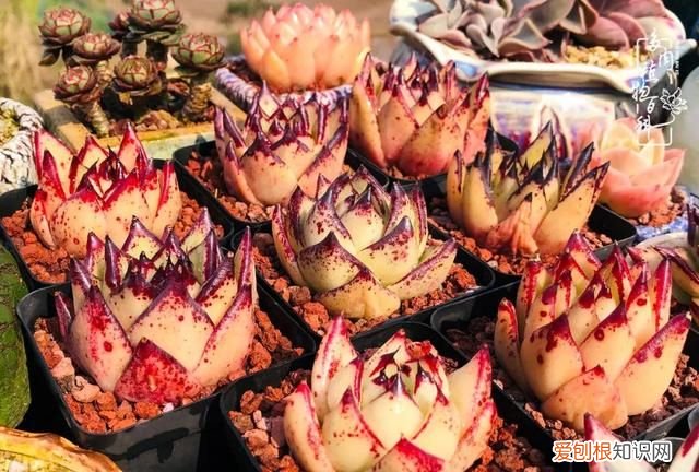 喜怒哀乐酸甜苦辣这就是所谓的人生