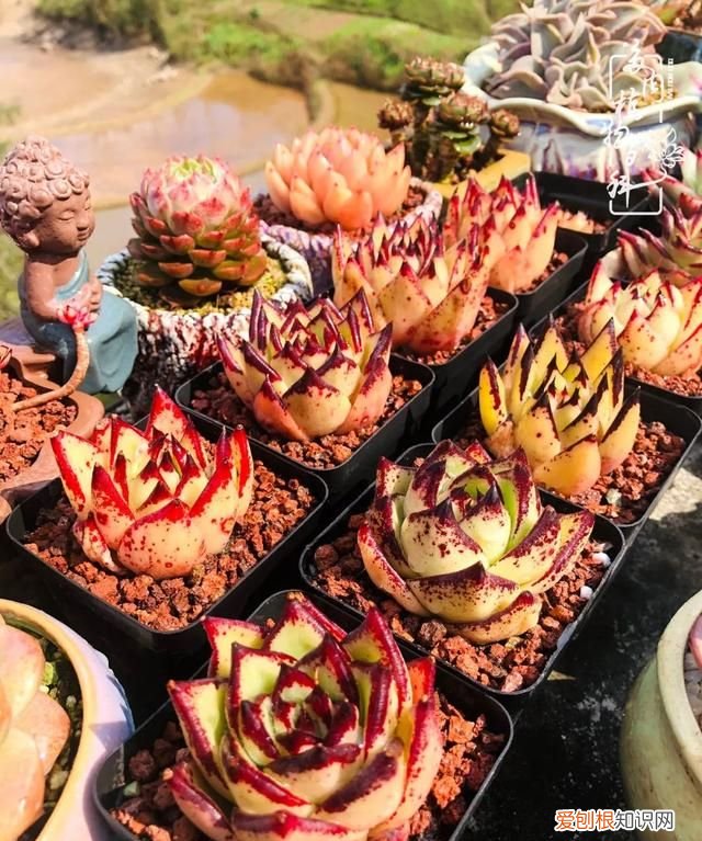 喜怒哀乐酸甜苦辣这就是所谓的人生