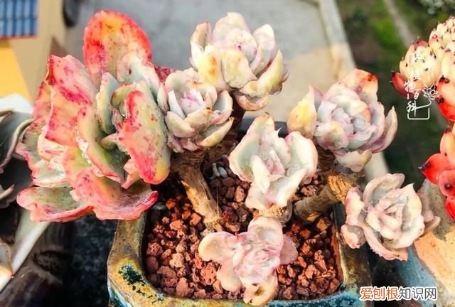 喜怒哀乐酸甜苦辣这就是所谓的人生