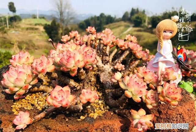 喜怒哀乐酸甜苦辣这就是所谓的人生