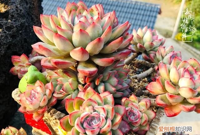 喜怒哀乐酸甜苦辣这就是所谓的人生