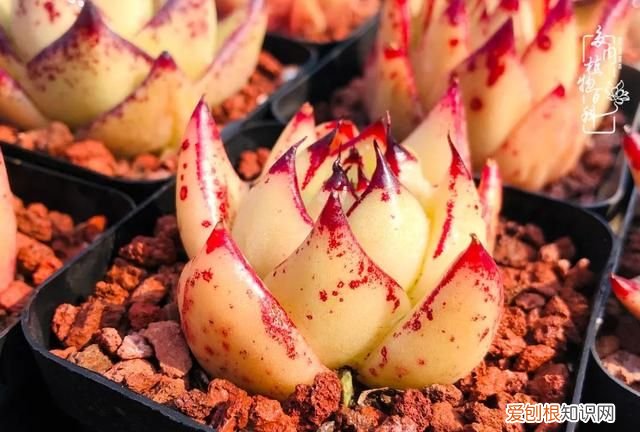 喜怒哀乐酸甜苦辣这就是所谓的人生