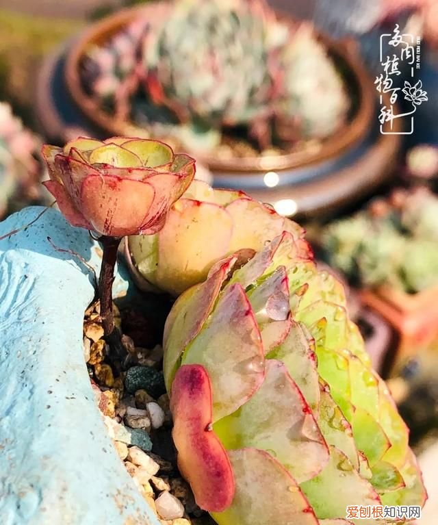 喜怒哀乐酸甜苦辣这就是所谓的人生