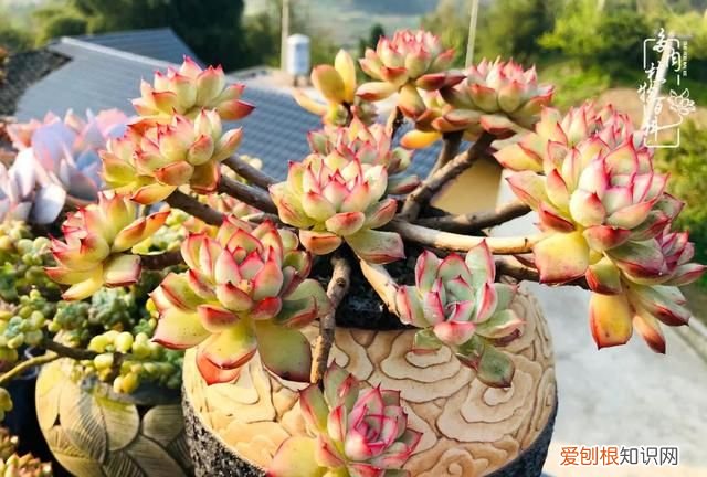 喜怒哀乐酸甜苦辣这就是所谓的人生