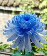 蓝色菊花配红玫瑰的花语，菊花是哪个国家皇室和贵族的花