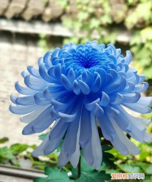 蓝色菊花配红玫瑰的花语，菊花是哪个国家皇室和贵族的花