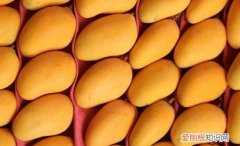 芒果的储存方法，芒果的较佳保存方法 芒果的保存技巧