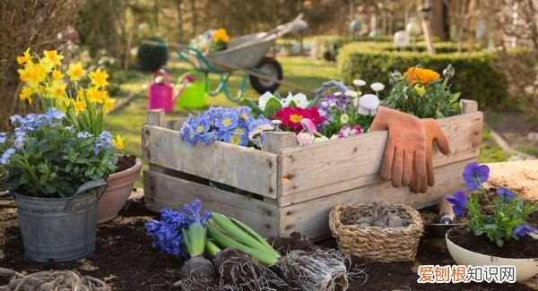 含笑花扦插多少天生根 含笑花扦插多久生根