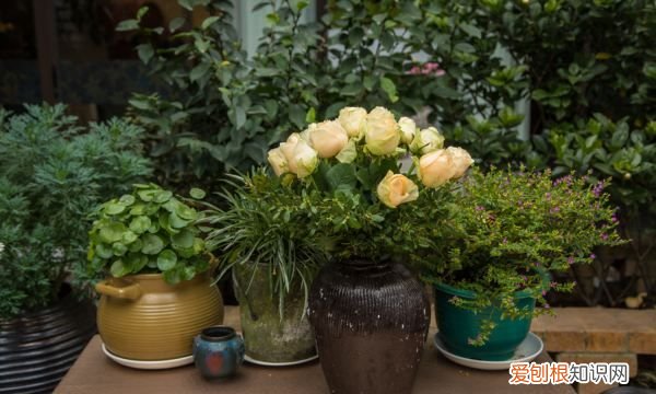 含笑花扦插多少天生根 含笑花扦插多久生根