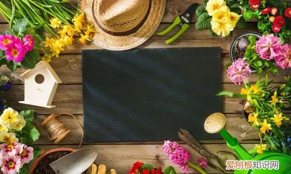 含笑花扦插多少天生根 含笑花扦插多久生根