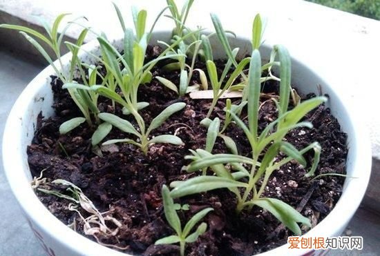 盆栽满天星种子怎么种 种植满天星的技巧