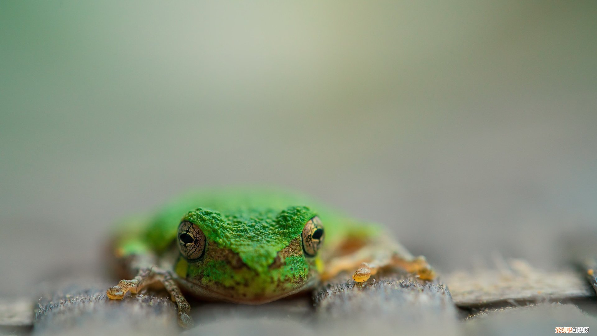 怎么把kux转换为mp4 flv是什么格式