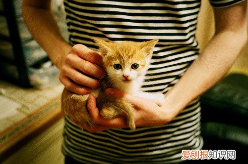 怎么把kux转换为mp4 flv是什么格式