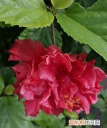 朱槿花和扶桑花的区别，朱槿花和扶桑花的养护