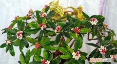 瑞香盆栽的养殖方法和注意事项 如何养护瑞香花和禁忌