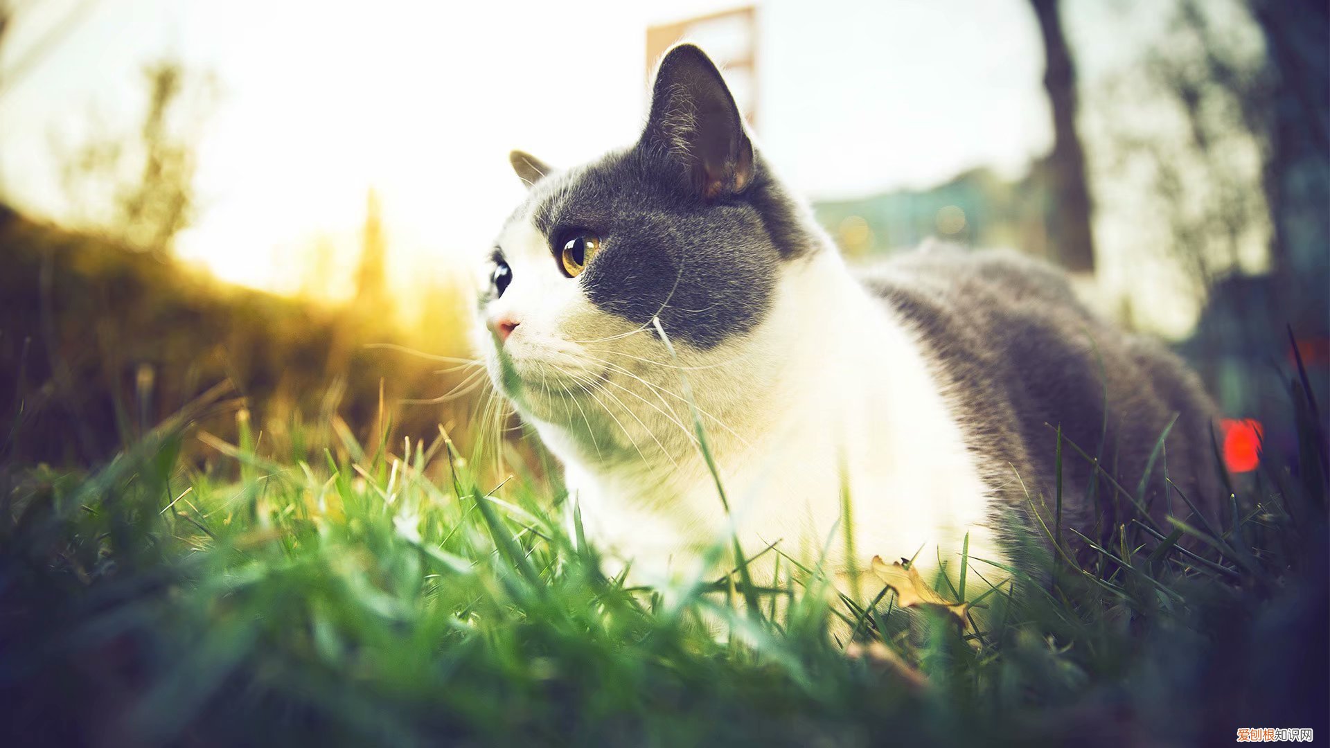 从美式橄榄球一窥美国战略文化 美式橄榄球