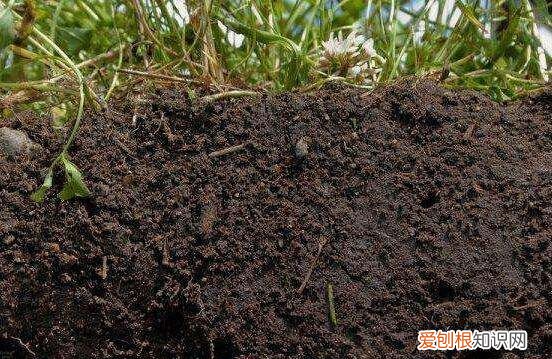 盆栽杜鹃用什么土好 盆栽杜鹃应该用啥土