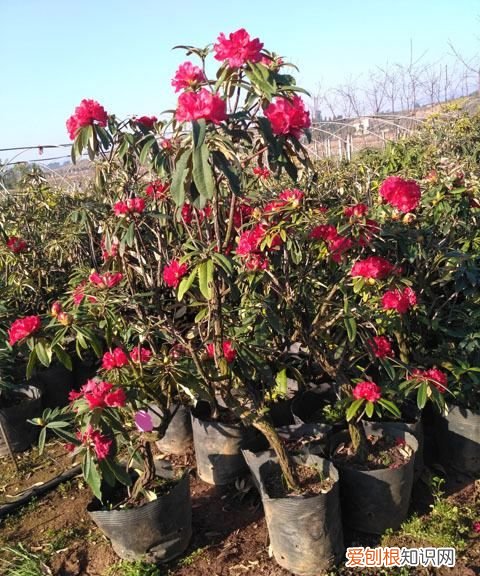 盆栽杜鹃用什么土好 盆栽杜鹃应该用啥土