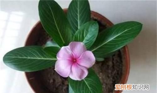什么时候给花换盆最好 给花换盆要根据花的生长情况来定