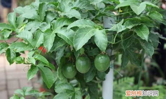 百香果的根有多长,盆栽百香果的种植方法 如何种植百香果