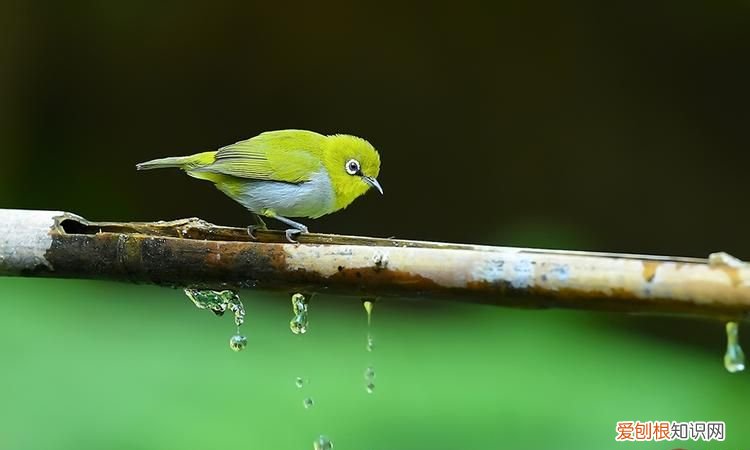 你好八面城是什么电影