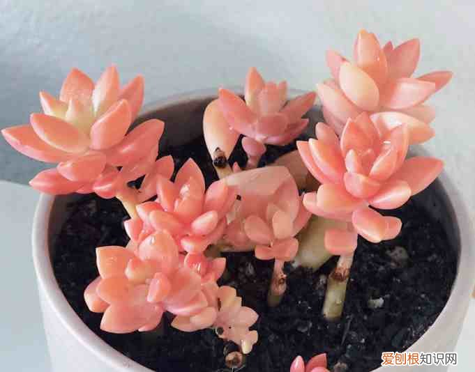 新手如何养多肉植物 多肉植物怎么养