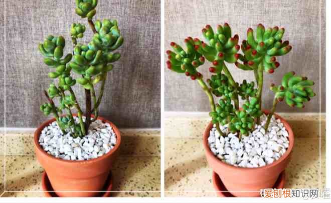 新手如何养多肉植物 多肉植物怎么养