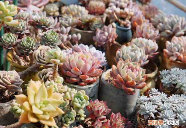 新手如何养多肉植物 多肉植物怎么养