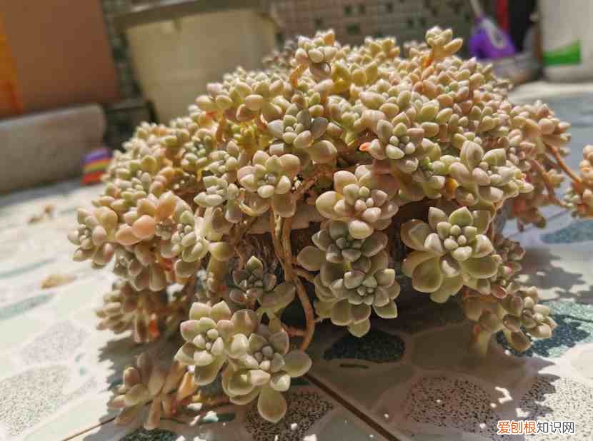 新手如何养多肉植物 多肉植物怎么养