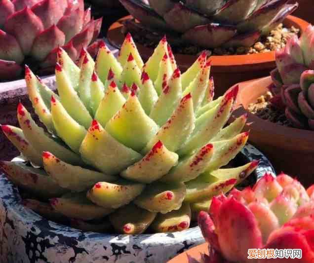 新手如何养多肉植物 多肉植物怎么养