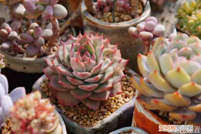 新手如何养多肉植物 多肉植物怎么养