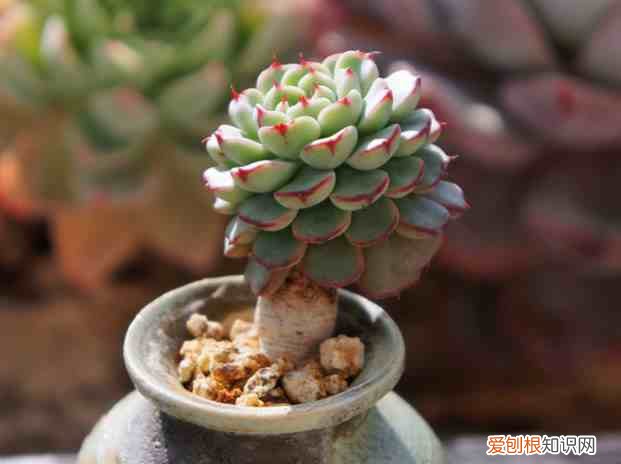 新手如何养多肉植物 多肉植物怎么养