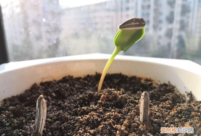 向日葵的生长过程 向日葵的生长过程是怎么样的