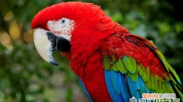 雄鹦鹉和雌鹦鹉的特征有什么区别 雄鹦鹉和雌鹦鹉有哪些不同