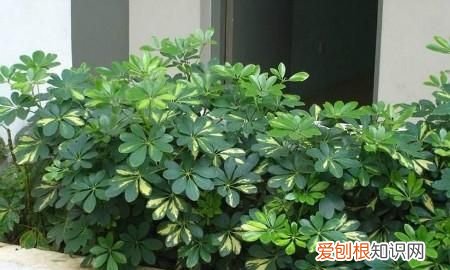 鸭掌木叶子发黄怎么办 鸭掌木叶子发黄如何处理