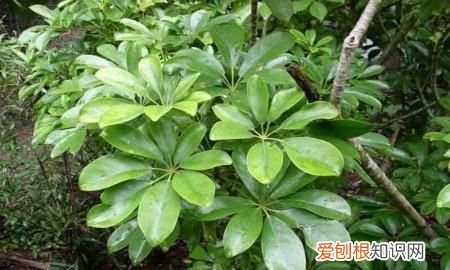 鸭掌木叶子发黄怎么办 鸭掌木叶子发黄如何处理