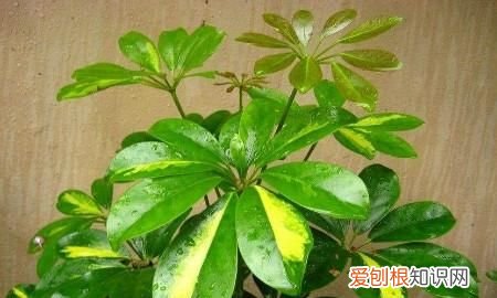 鸭掌木叶子发黄怎么办 鸭掌木叶子发黄如何处理