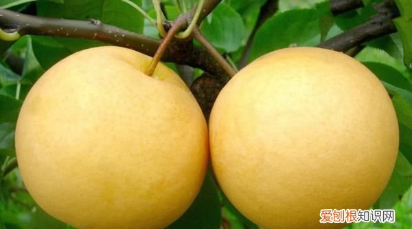 梨煮熟了还是凉性 梨煮熟了是不是凉性