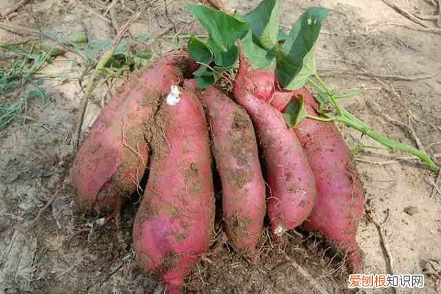 什么是碳水化合物 碳水化合物食物有哪些