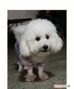 比熊幼犬脚掌多大，怎样挑选比熊幼犬 挑选比熊幼犬方法