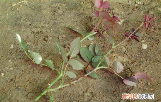 月季花剪枝后几天扦插，月季花的插扦方法 手把手教你扦插月季花