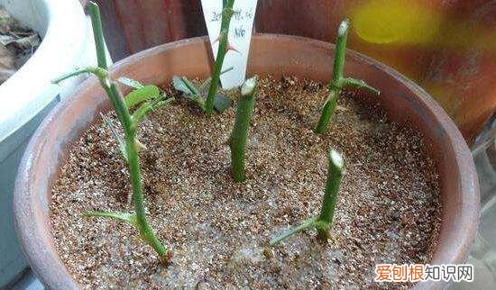 月季花剪枝后几天扦插，月季花的插扦方法 手把手教你扦插月季花