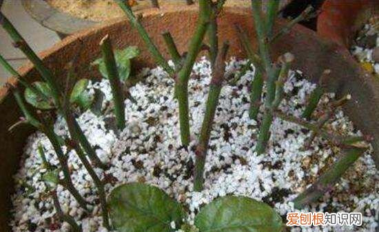 月季花剪枝后几天扦插，月季花的插扦方法 手把手教你扦插月季花
