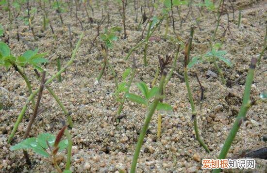 月季花剪枝后几天扦插，月季花的插扦方法 手把手教你扦插月季花