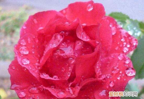 月季花剪枝后几天扦插，月季花的插扦方法 手把手教你扦插月季花