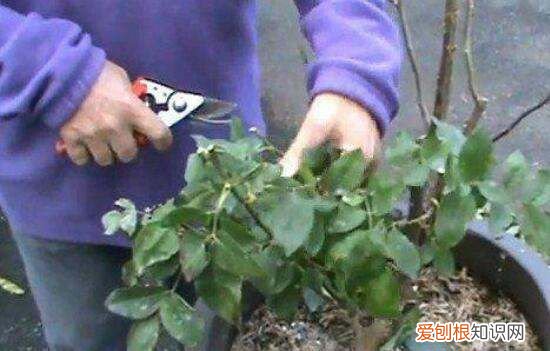 月季花剪枝后几天扦插，月季花的插扦方法 手把手教你扦插月季花