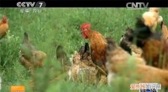 一只鸡一天吃多少蝗虫,沙漠蝗及国内蝗虫