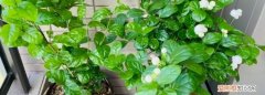 怎样在寒冷的冬天养护盆栽茉莉 冬天养护茉莉的方法