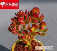 红宝石喜林芋怎么修剪，红宝石盆栽怎么养 如何养护红宝石盆栽呢